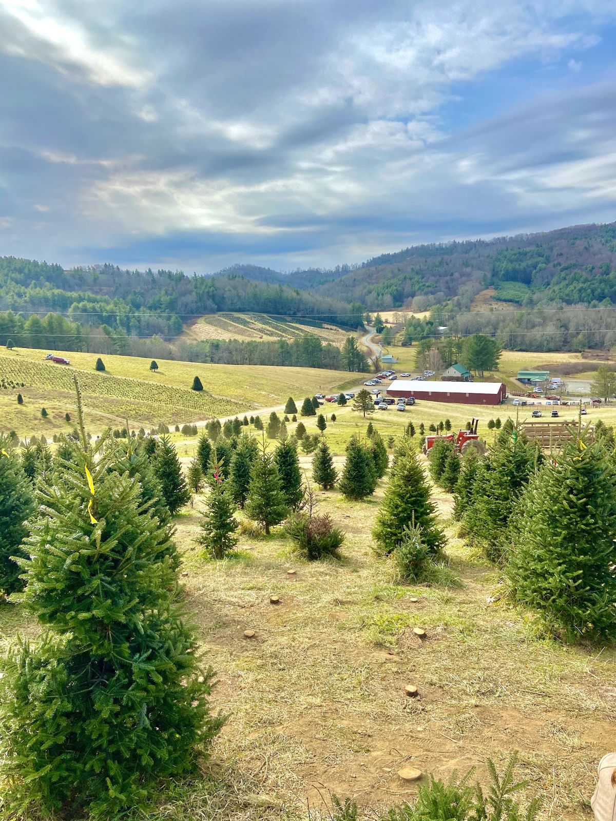 When to Buy a Fresh Christmas Tree for Lasting Holiday Cheer