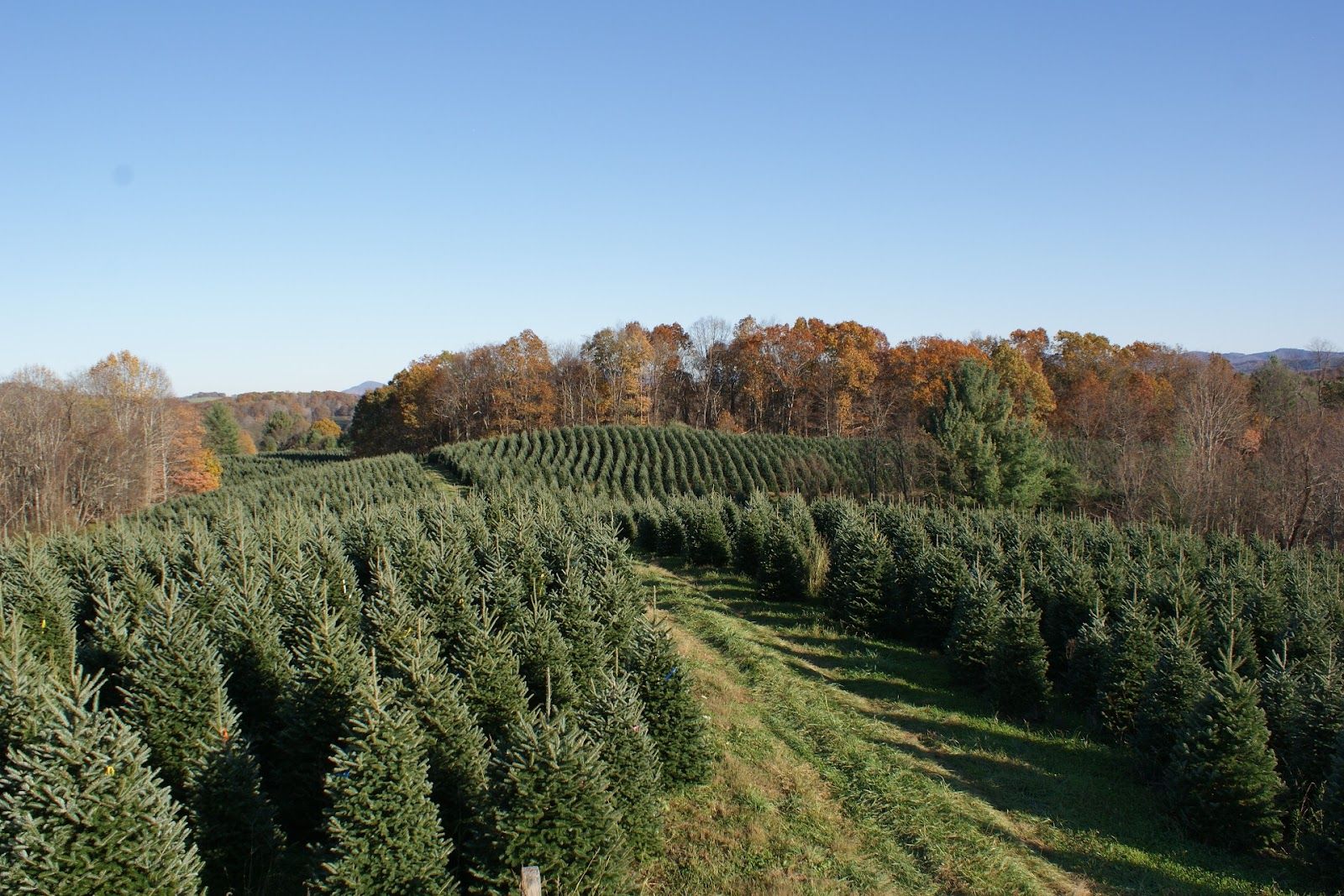Fraser fir Christmas trees at Carolina Fraser Fir Co