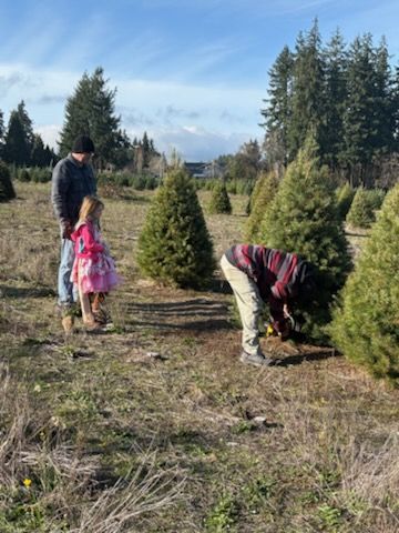 Douglas fir Christmas trees at Kesslers Christmas Trees