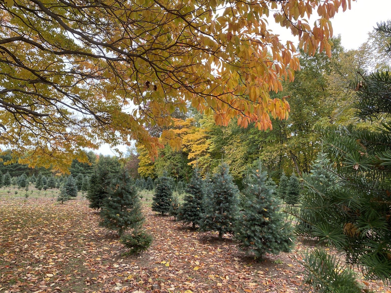 Kaneville Tree Farms Inc in Kaneville, Illinois