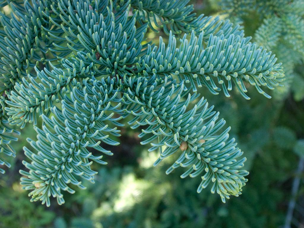 Stevenson Tree Farms LLC in Mena, Arkansas