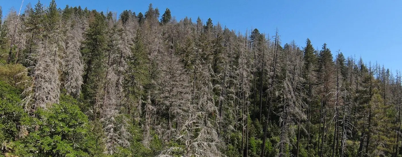 Silvertip Tree Farm in North Fork, California