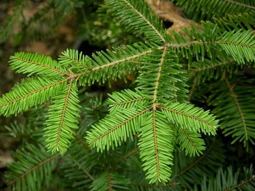 East Putnam Christmas Tree Farm in Putnam, Connecticut