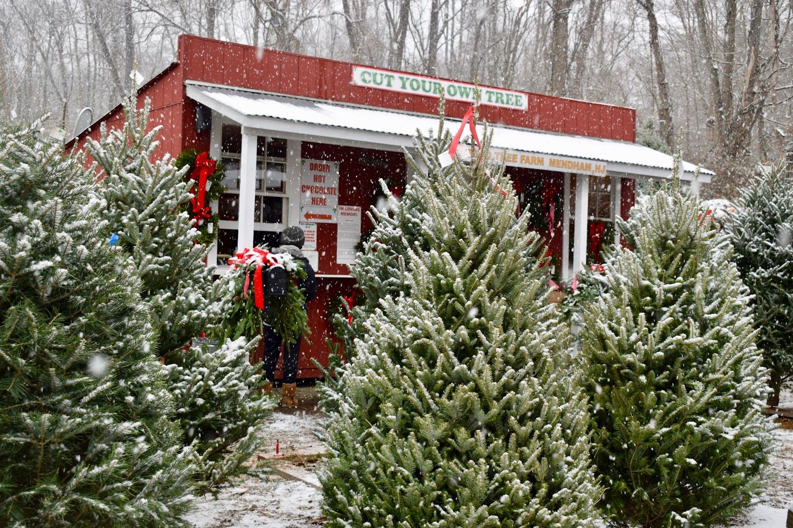 Choose-and-cut Christmas tree field at Hidden Pond Tree Farm in New Jersey