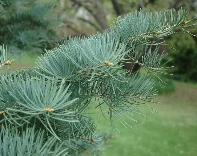 4 Seasons Christmas Tree Farm and Nursery in Natchitoches, Louisiana
