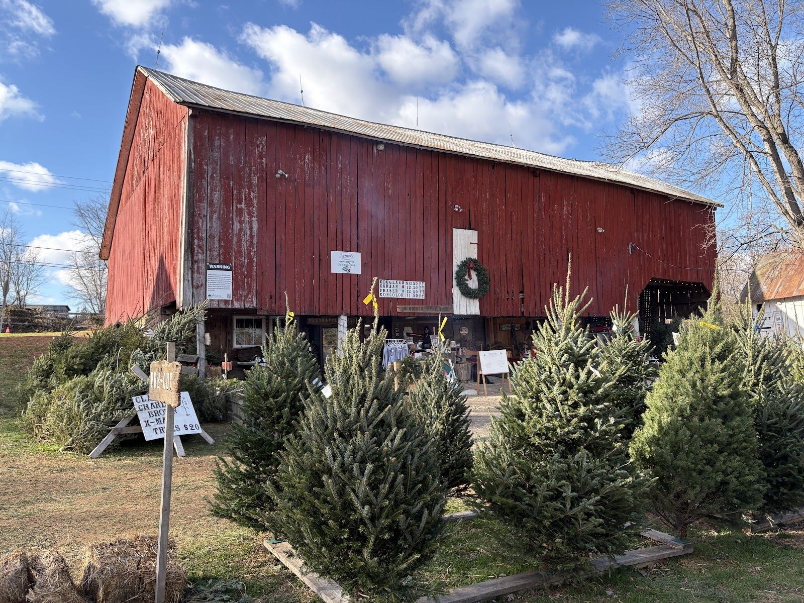 family picking out christmas tree at farm