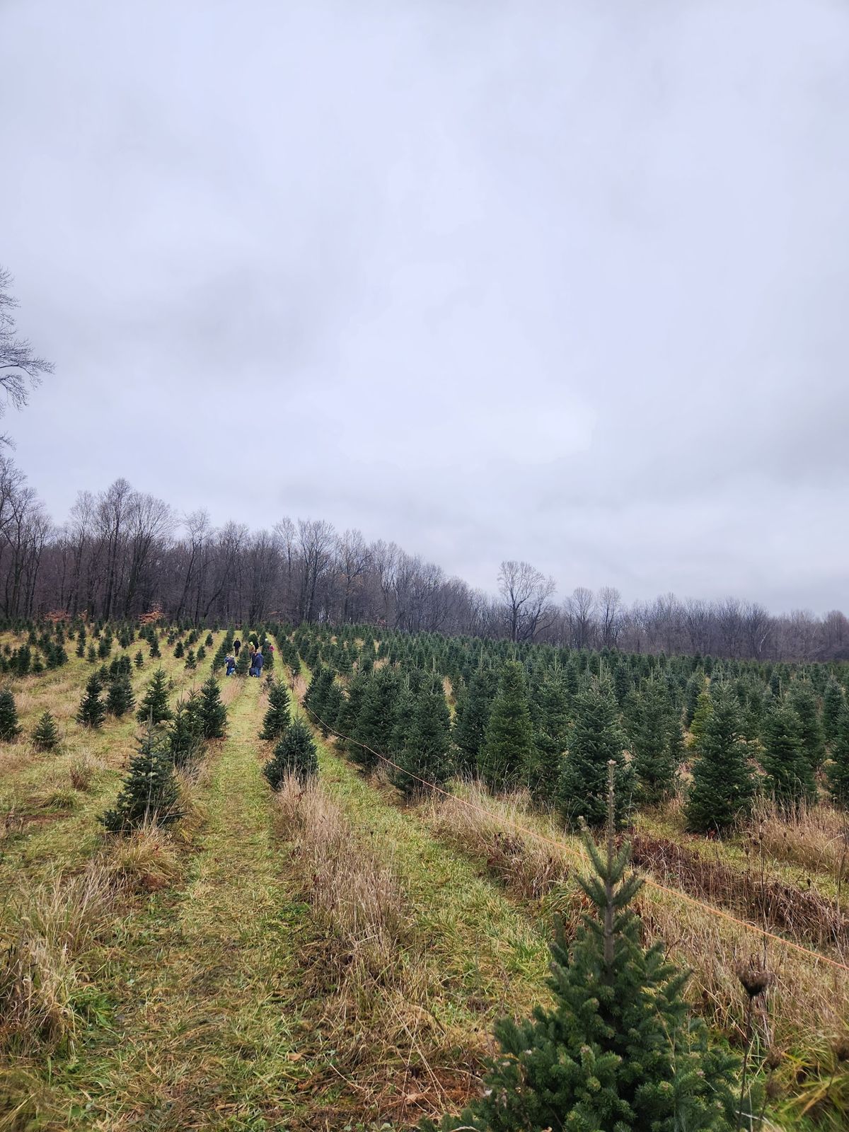 West Point Tree Farm in Mount Carroll, Illinois