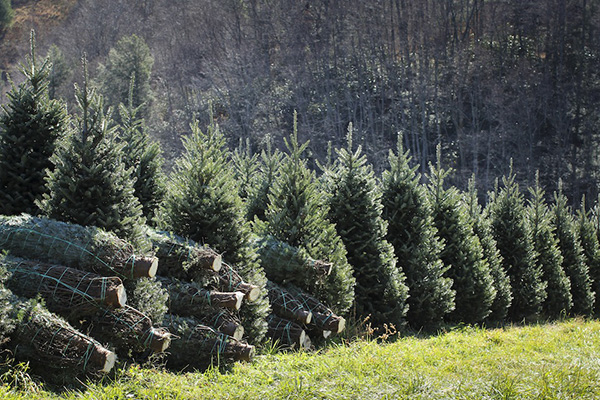 CW Tree Farm in Watertown, Wisconsin