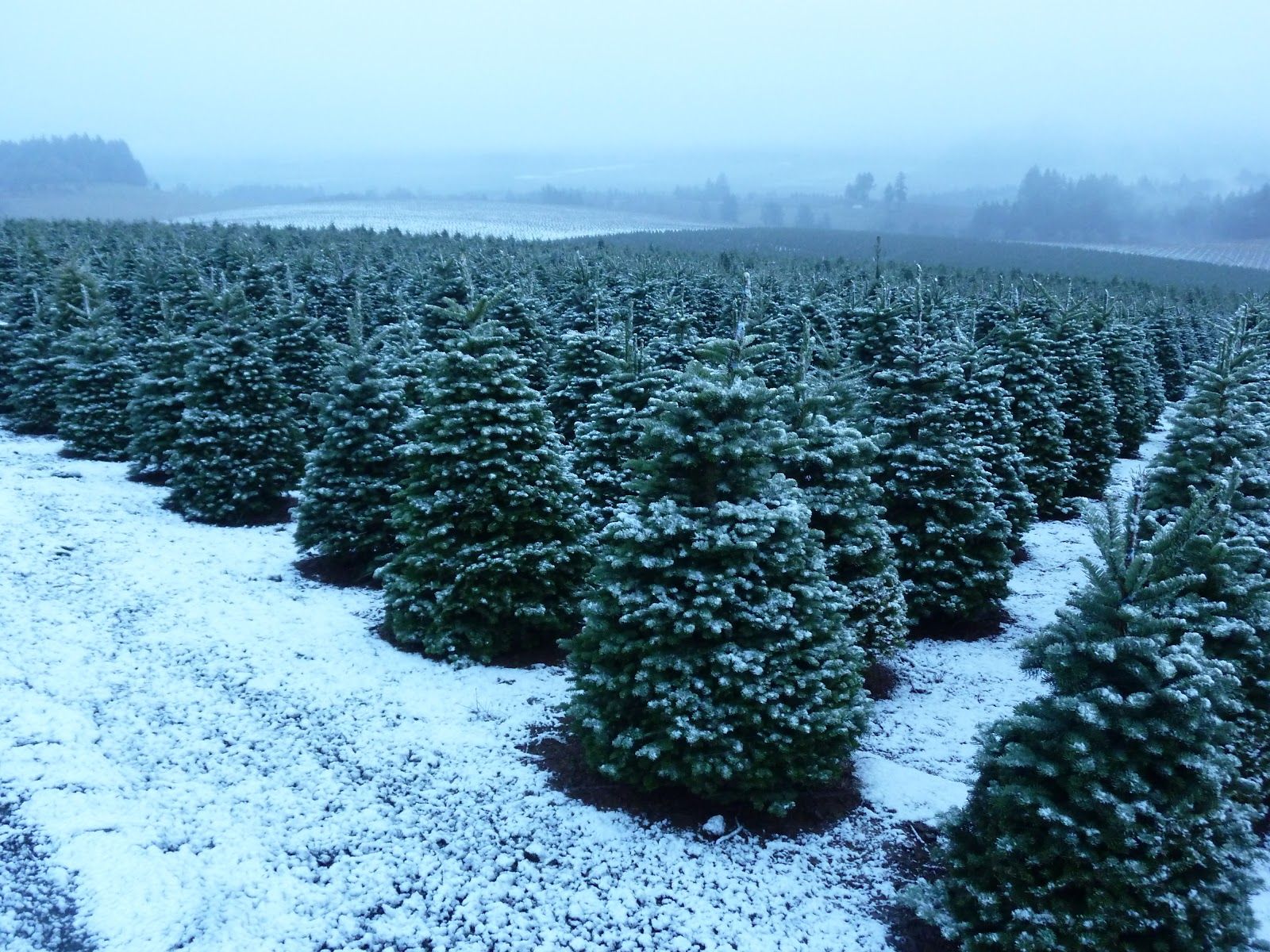 christmas tree farm landscape