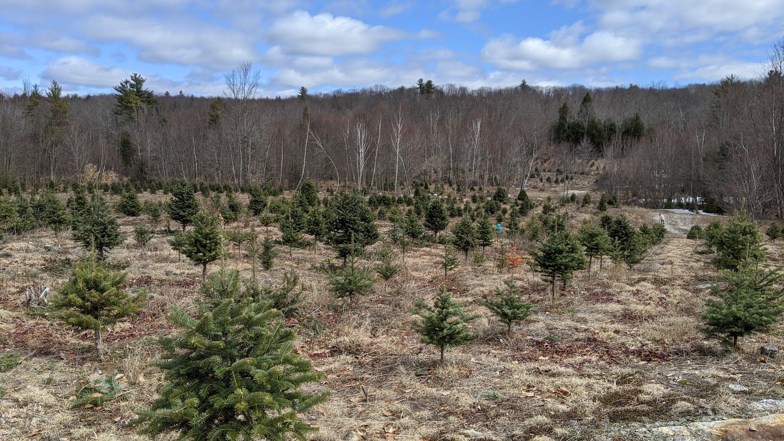Balsam fir Christmas trees at Balsam Ridge