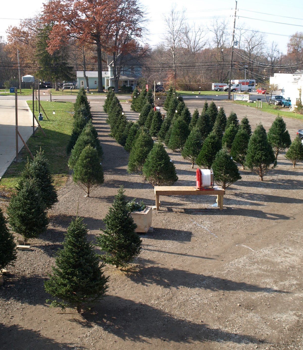 611 Trees in Avon, Ohio