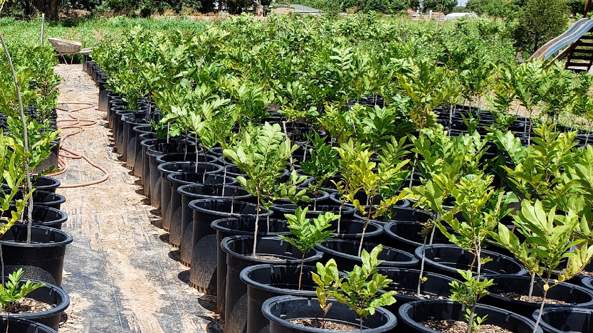 A-1 Pecan Tree Sales in Los Lunas, New Mexico