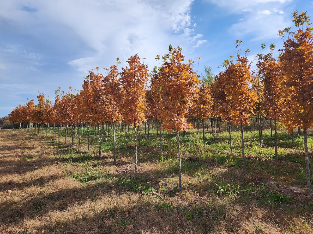 A-1 Tree Farms in McMinnville, Tennessee