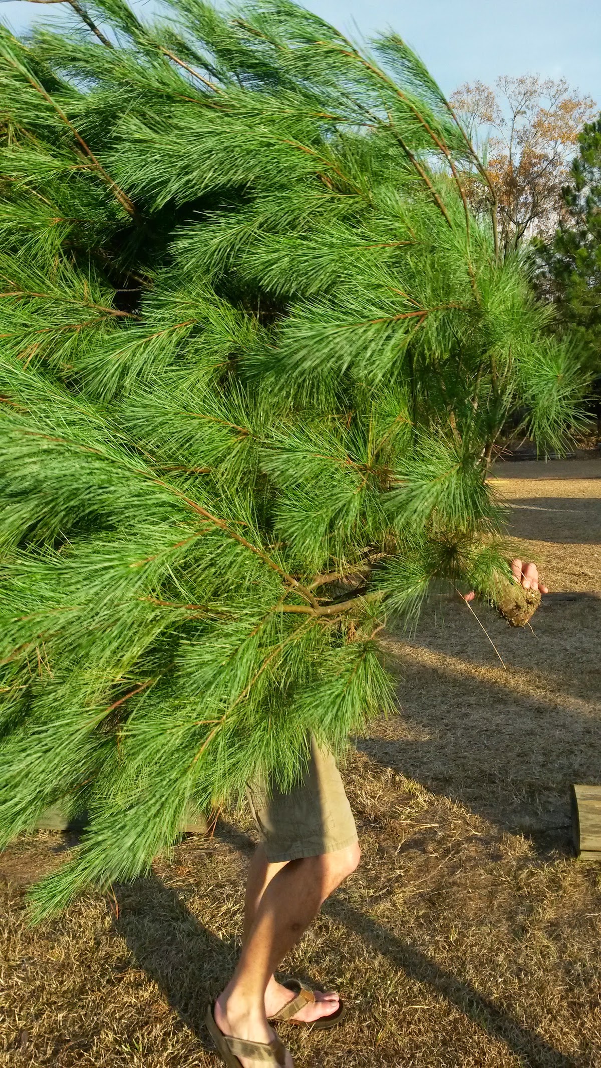 A&A Christmas Trees in Okatie, South Carolina