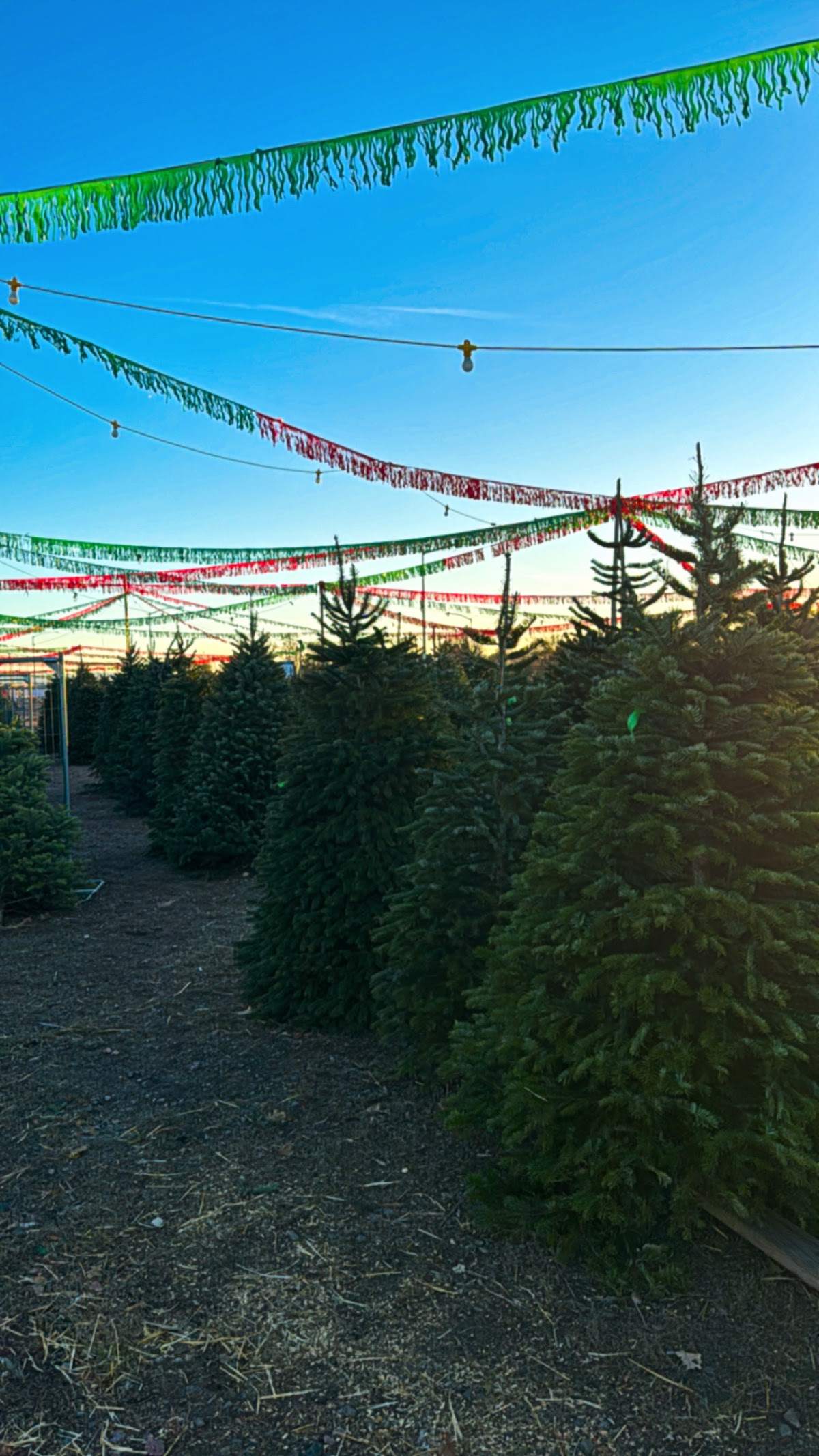 A Tree Land Christmas Trees in Denver, Colorado