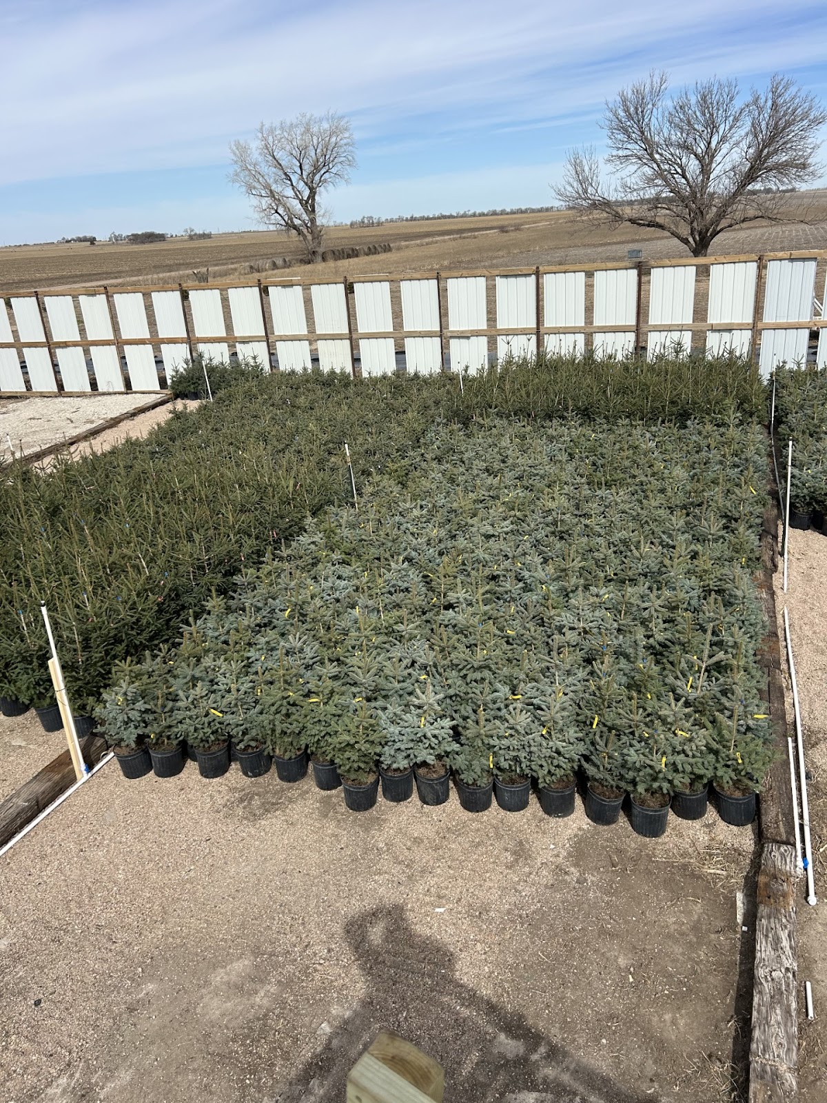 ABM Tree Co in Hordville, Nebraska