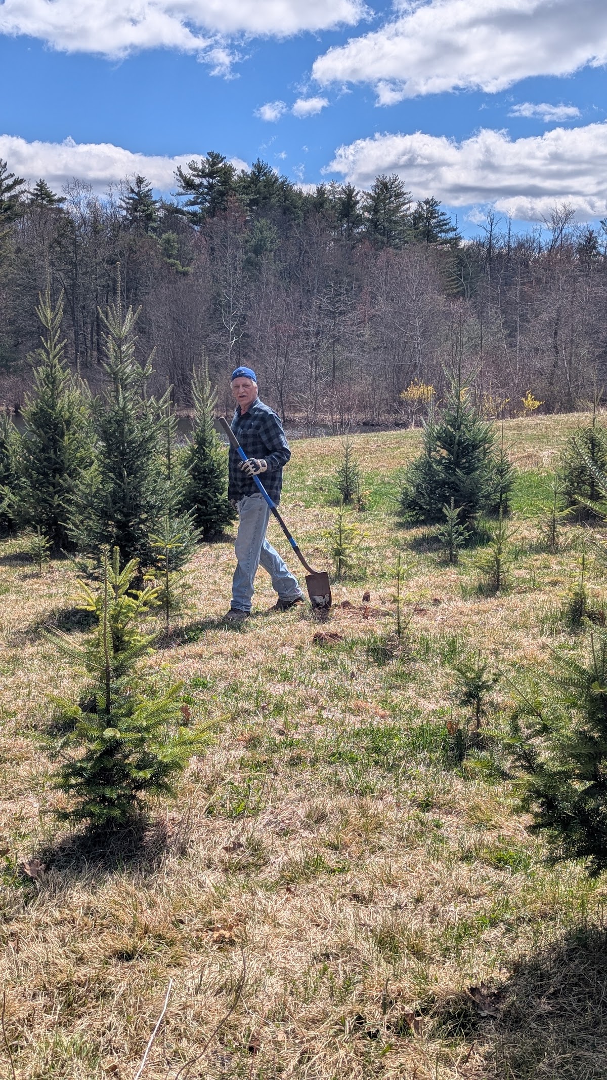 Abrahamsen Tree Farm in Catskill, New York