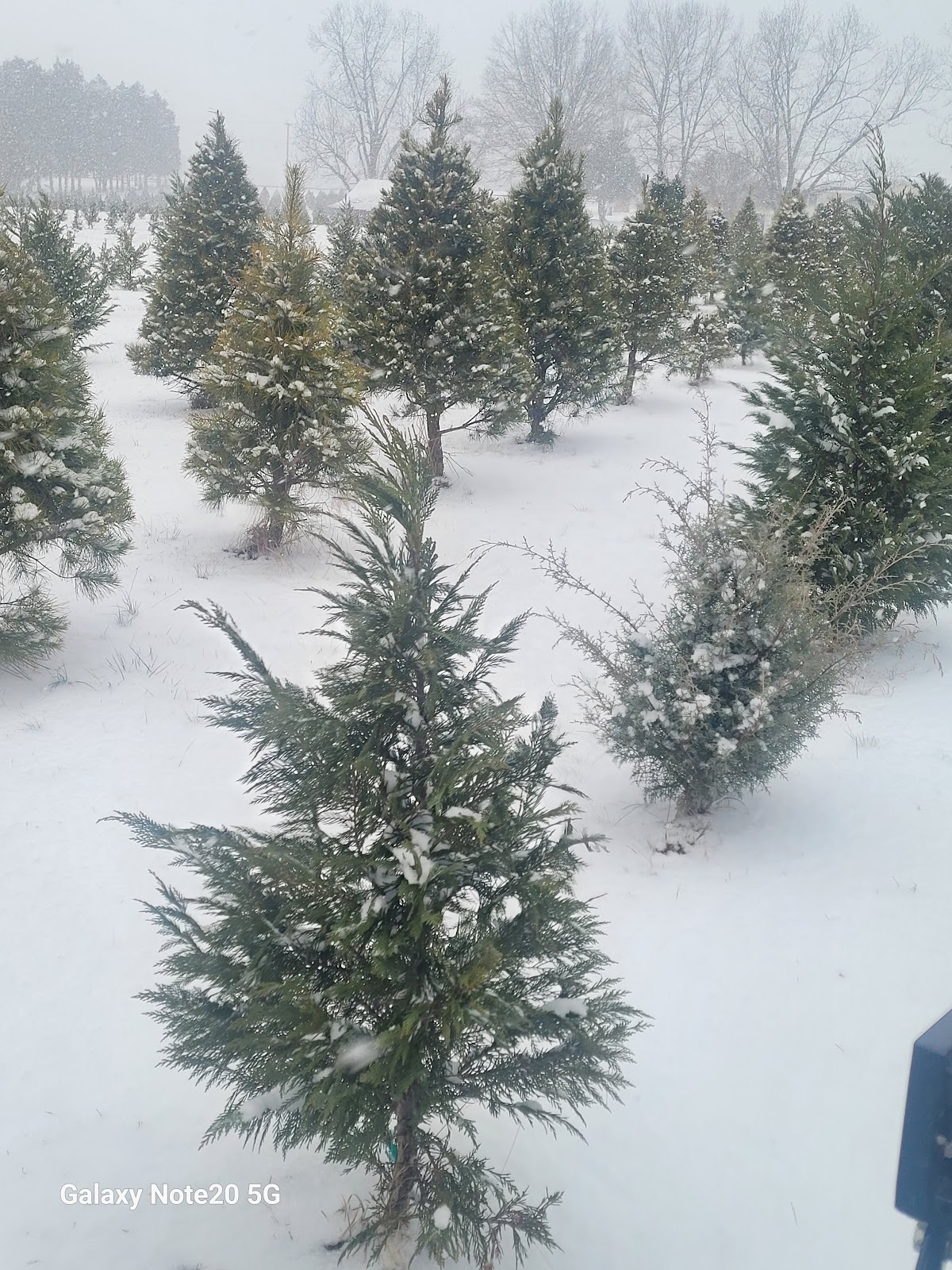 Aisles of Christmas Tree Farm LLC in Winnsboro, South Carolina