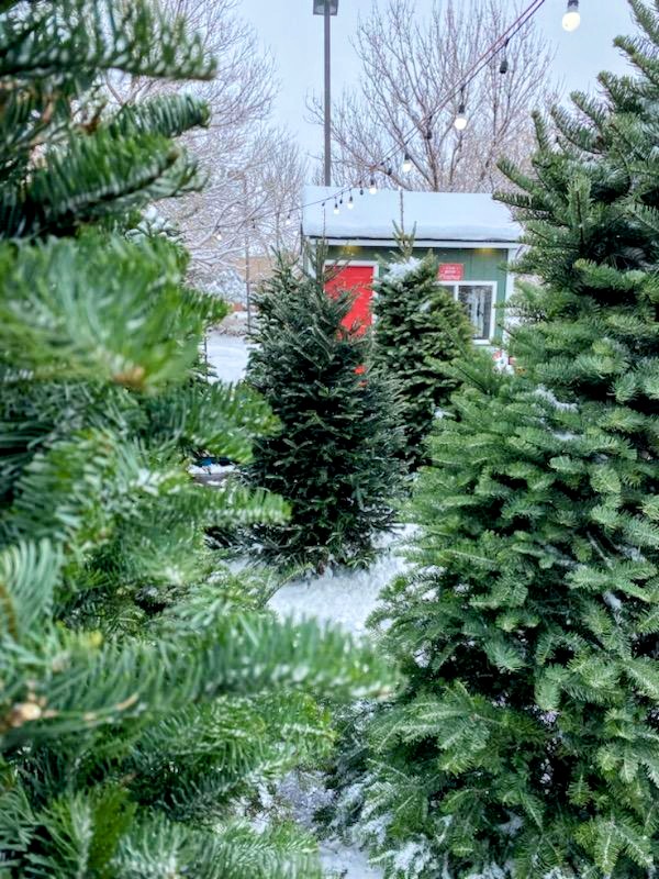 AJ's Christmas Trees in Loveland, Colorado