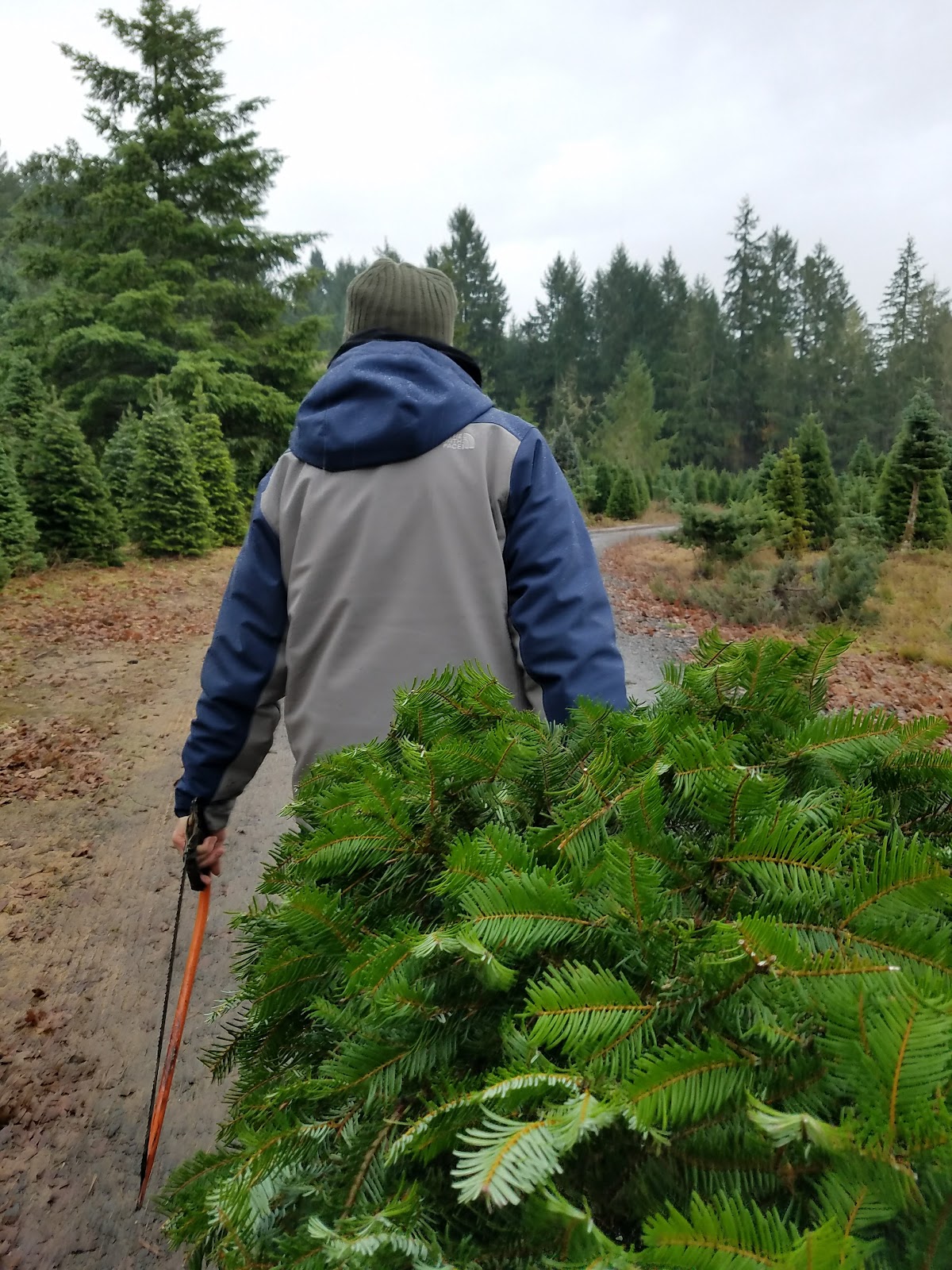Al's Hidden Valley Tree Farm in Elmira, Oregon