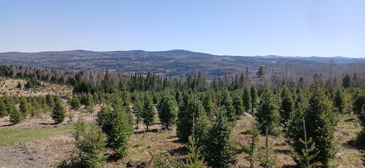Alain d'Anjou Christmas Trees in Canaan, Vermont