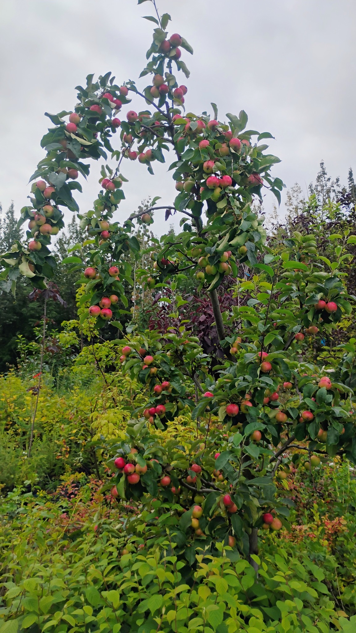 Alaska Trees & Nursery in Wasilla, Alaska