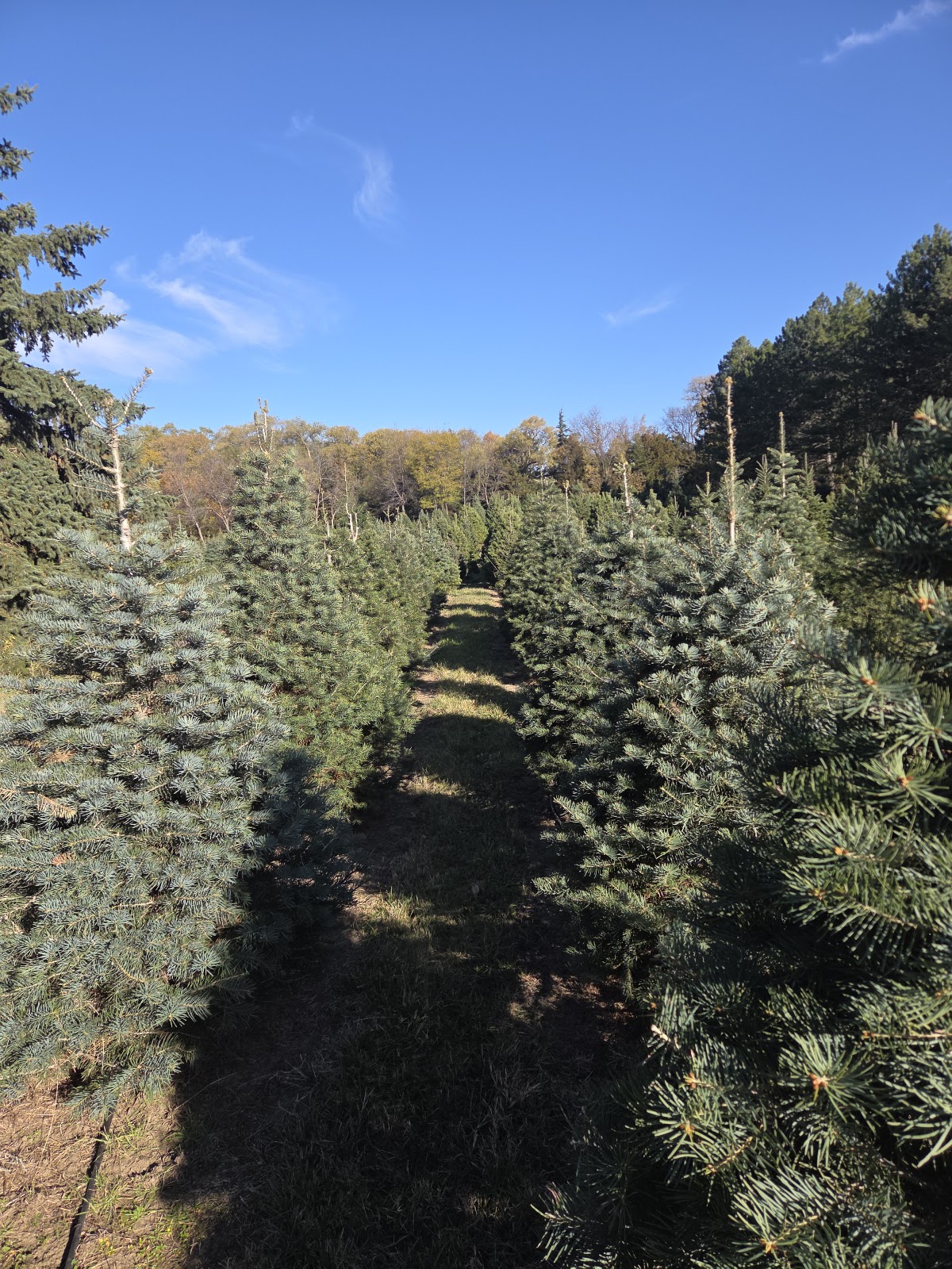 Aldag Acres Christmas Tree Farm in Norfolk, Nebraska