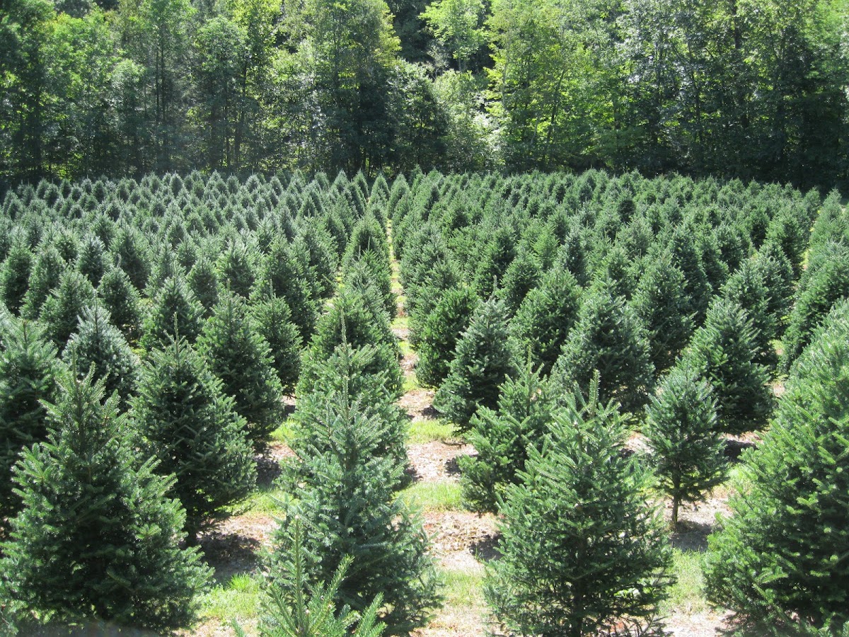 Aldrich Tree Farm in Richmond, Vermont