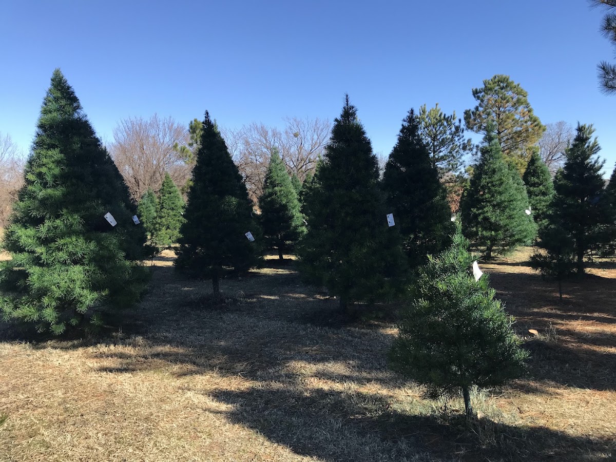 ALL PINE CHRISTMAS TREE FARM in Yukon, Oklahoma