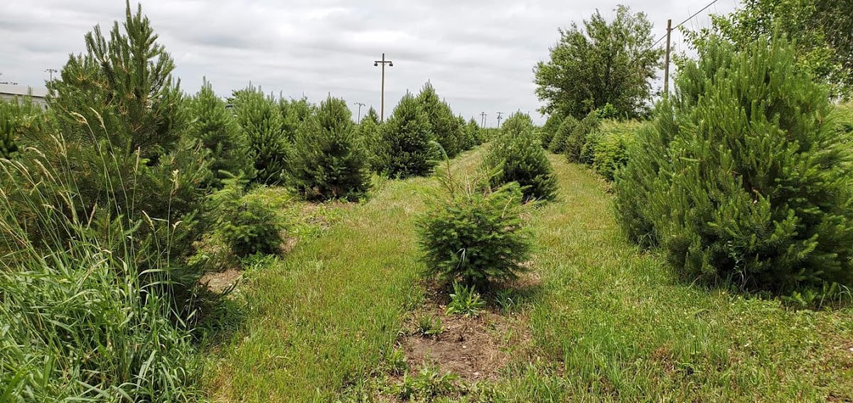All Seasons Christmas Tree Farm in Leigh, Nebraska