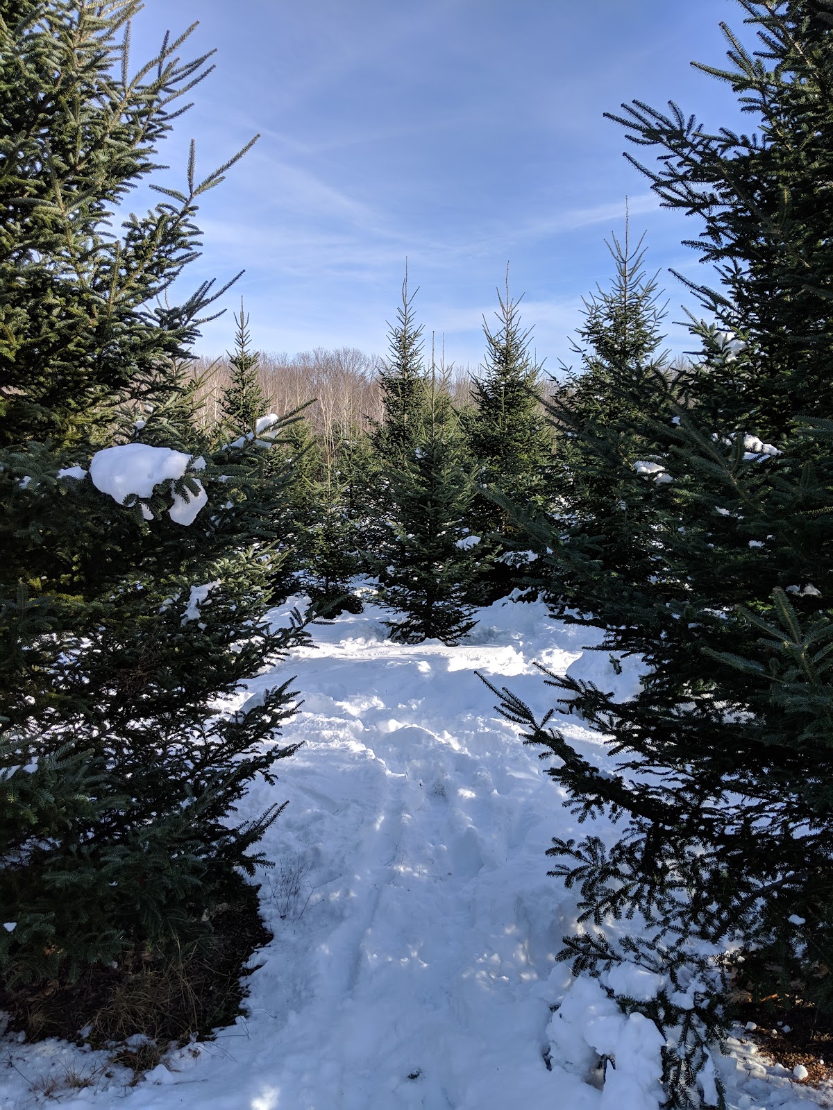 Allen Christmas Tree Farm in Gorham, Maine