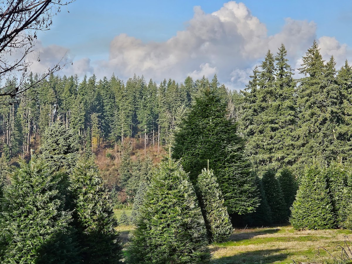 Allens Tree Farm in Oregon City, Oregon
