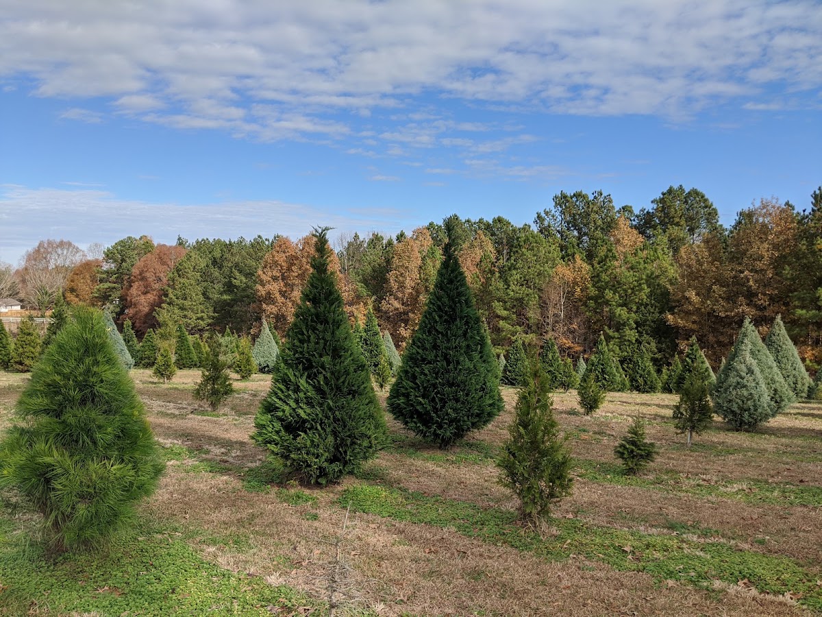 Almond Christmas Tree Farm in Albemarle, North Carolina