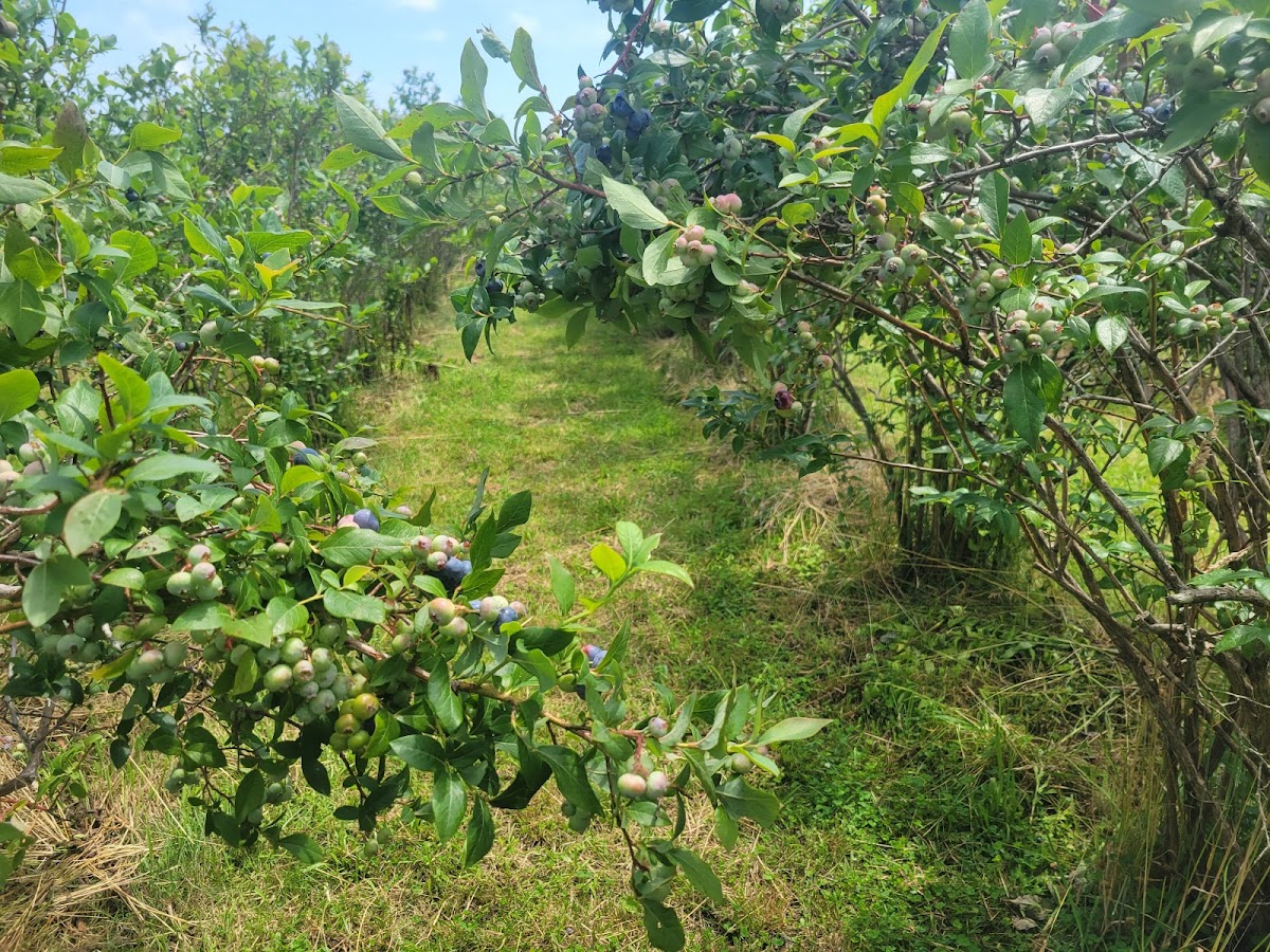 Almy-Thurston Tree Farm in Portsmouth, Rhode Island