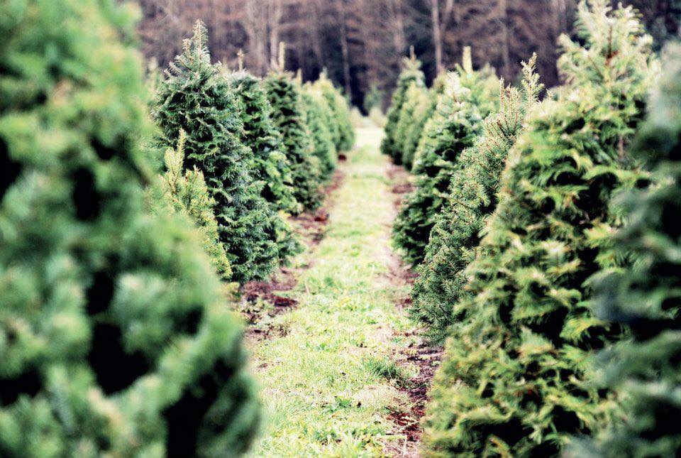 Alpine Meadows Christmas Tree Farm in Deming, Washington