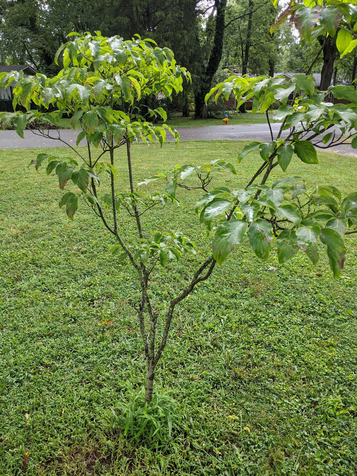 American Heritage Trees in Lebanon, Tennessee