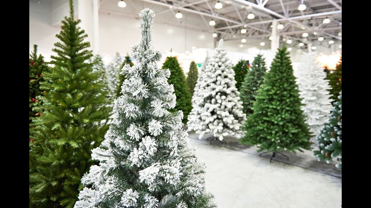 Amp Christmas Tree Farm in Cambridge, Minnesota