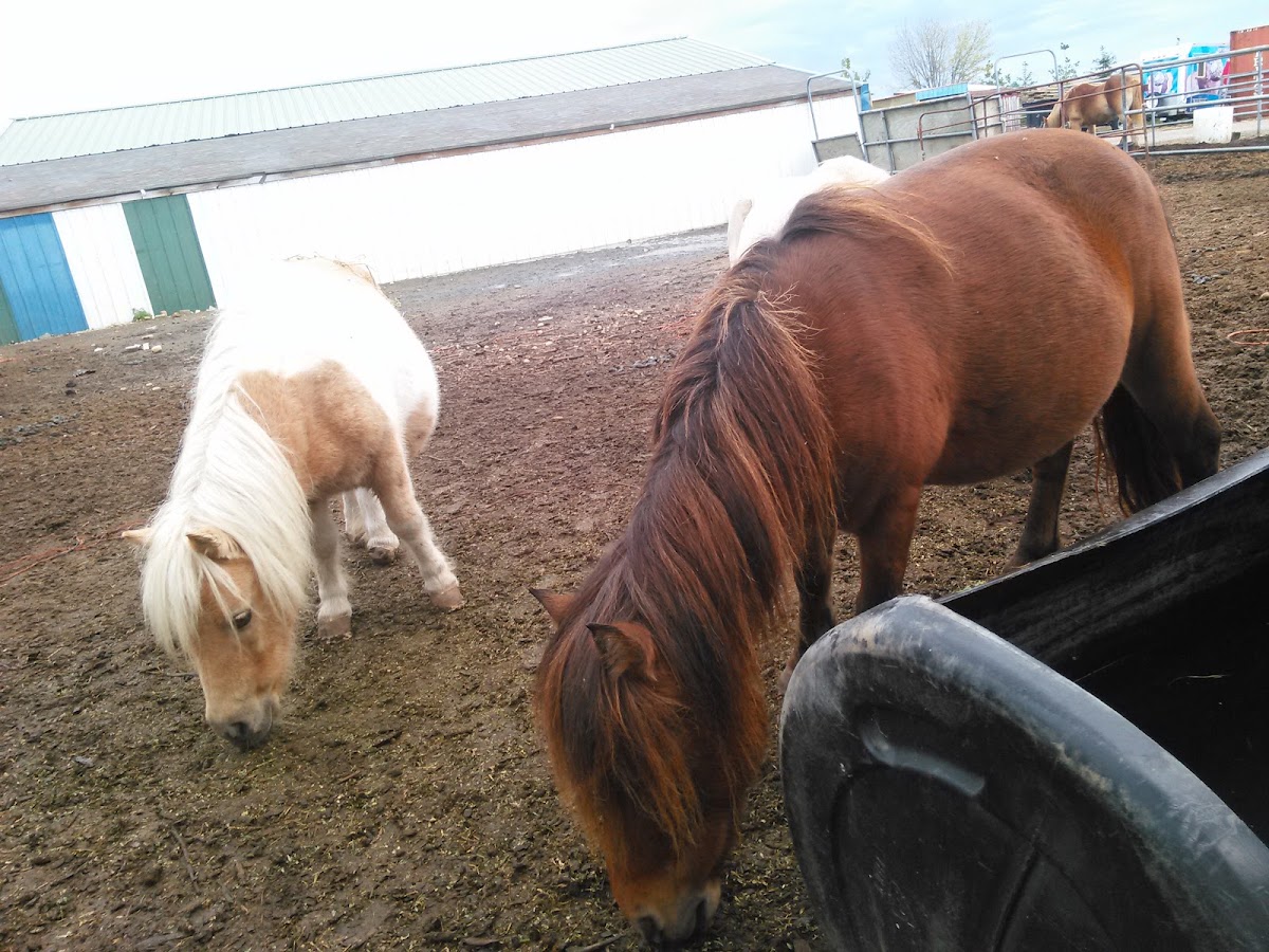 Anderson Tree Farm in Plainfield, Illinois