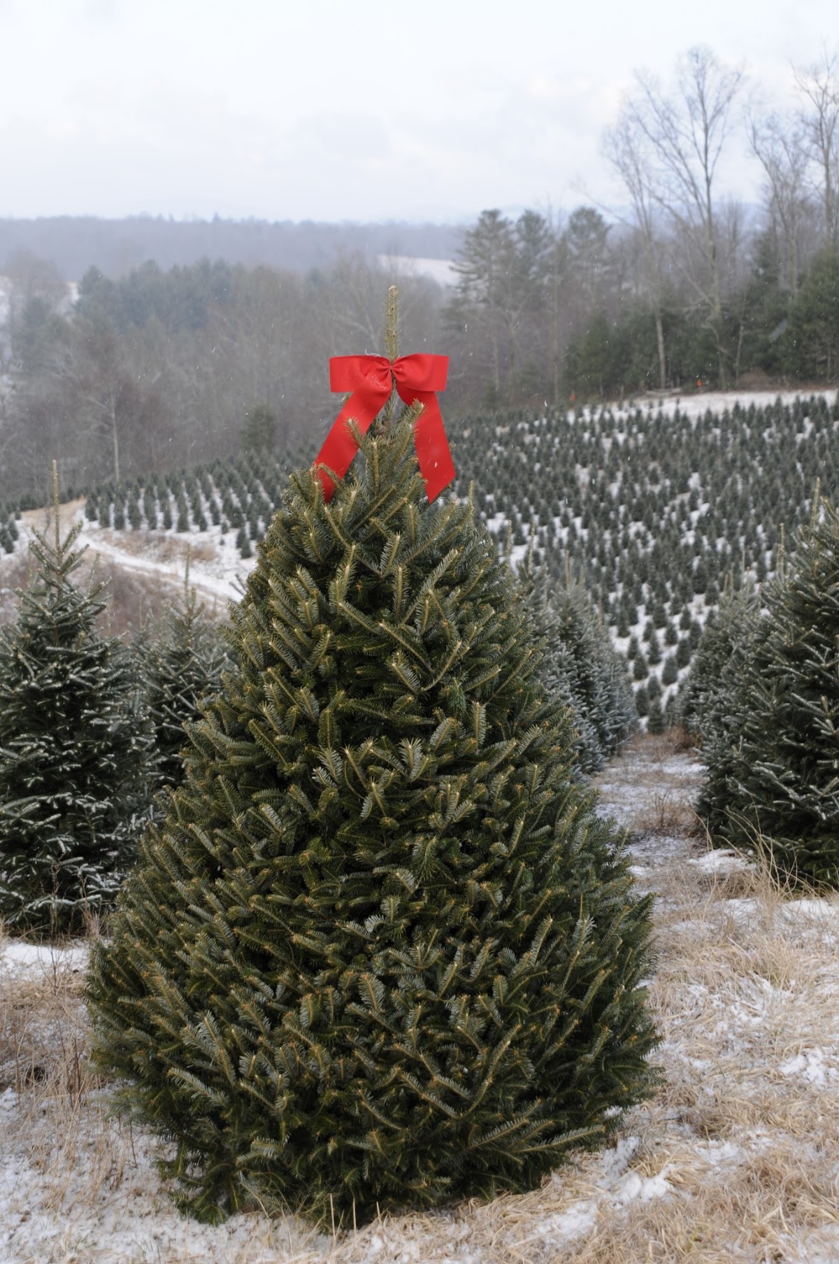 Andrews Tree Farm & Nursery, LLC in Sparta, North Carolina