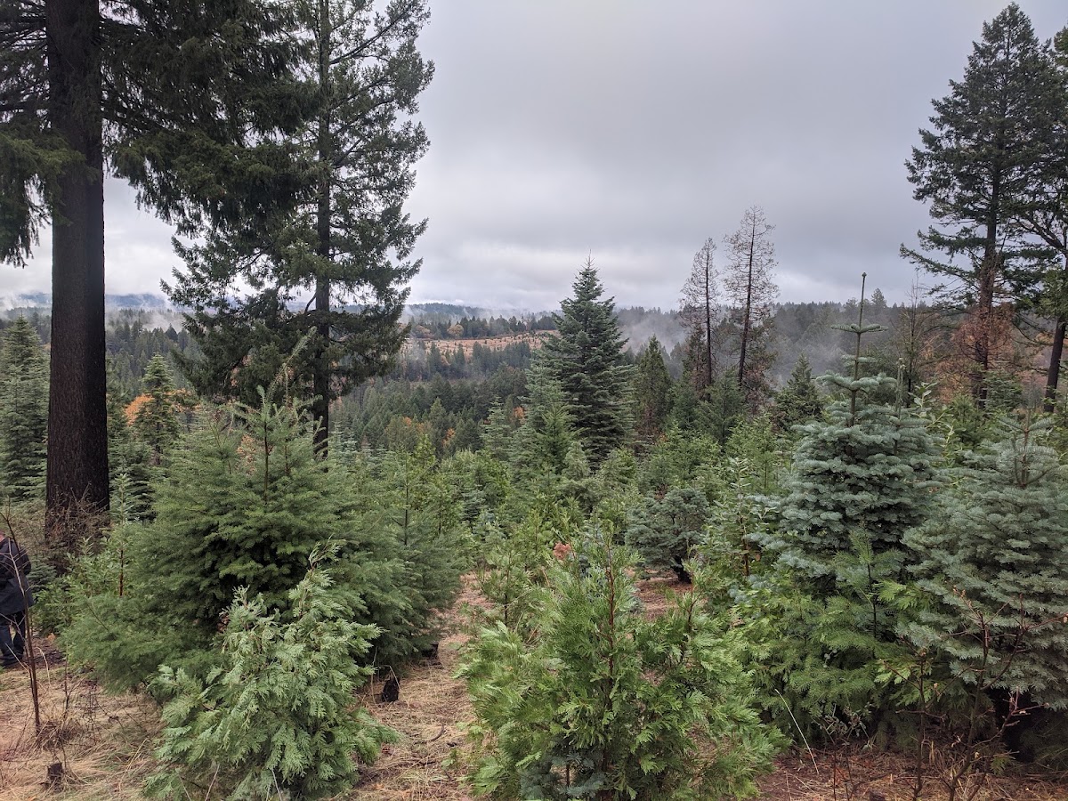 Apple Country Christmas Trees in Camino, California