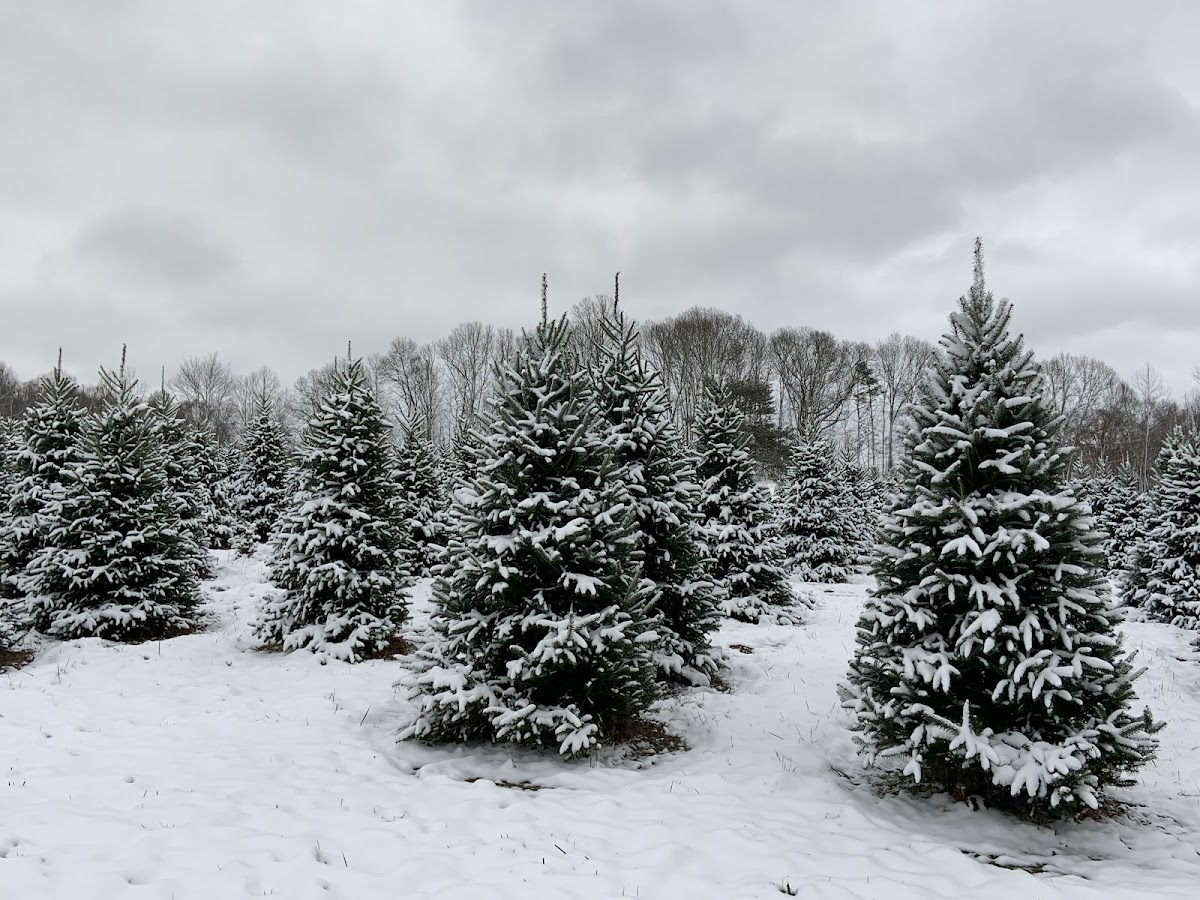 Apsley Family Christmas Trees in Wellston, Ohio