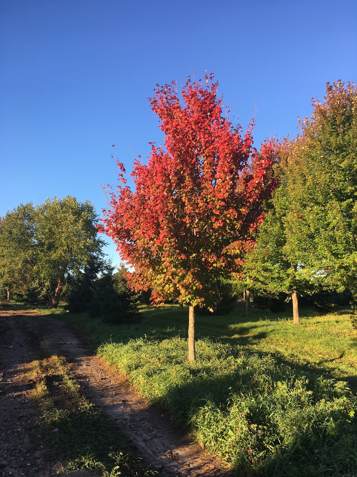 Arbor Hill Tree Farm in Cottage Grove, Minnesota