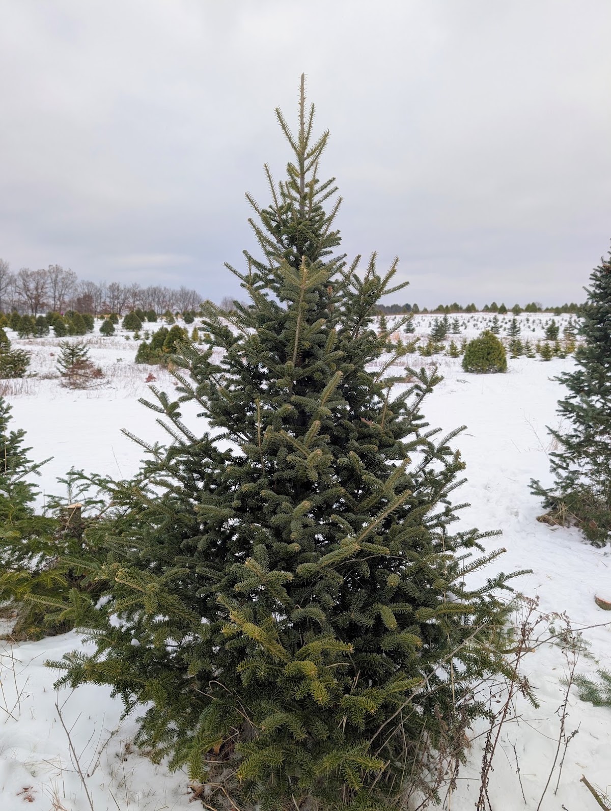 Arend Tree Farms in Grass Lake, Michigan