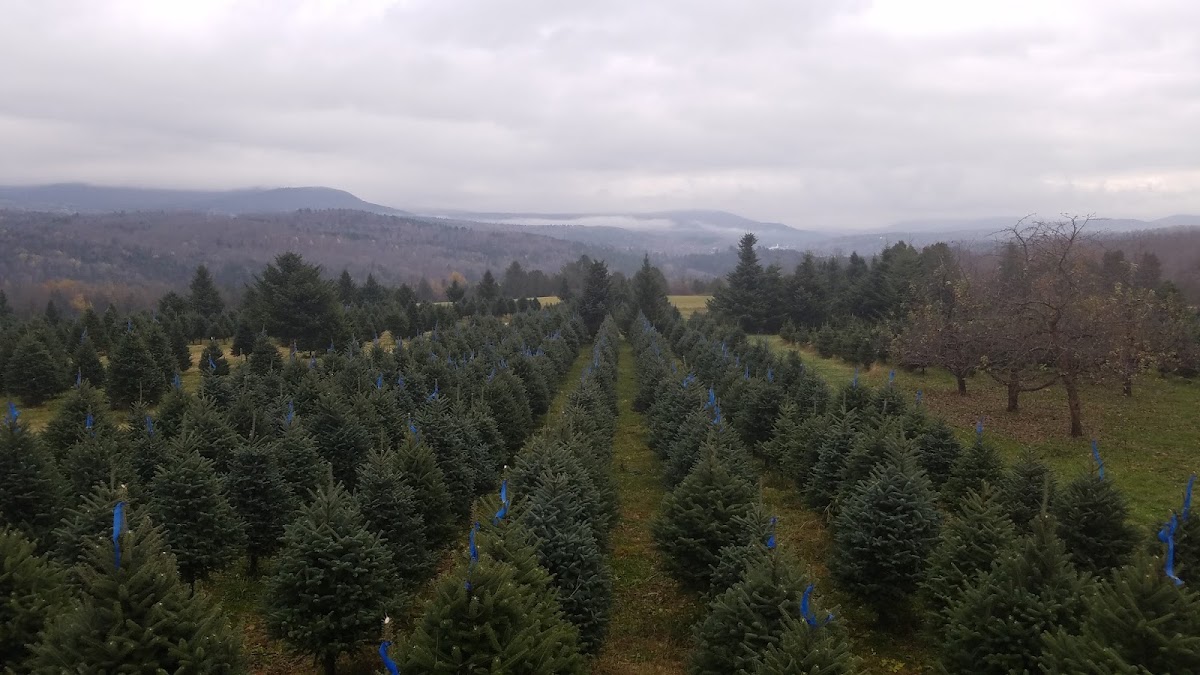 Asack & Son Tree Farm in Barton, Vermont