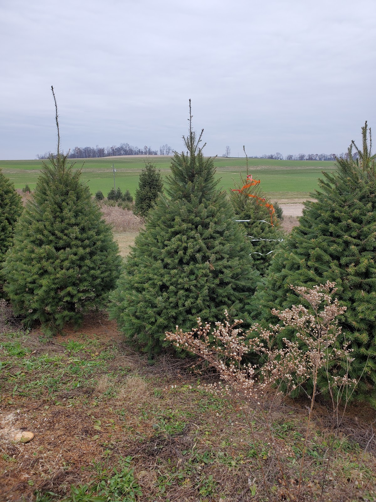 Atlee Trees in Wernersville, Pennsylvania