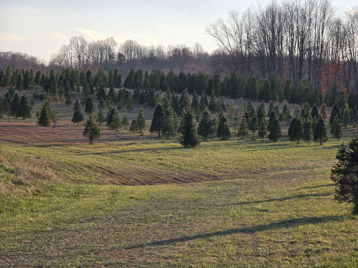 Ayers-Kreh Christmas Tree Farm in Stuart, Virginia