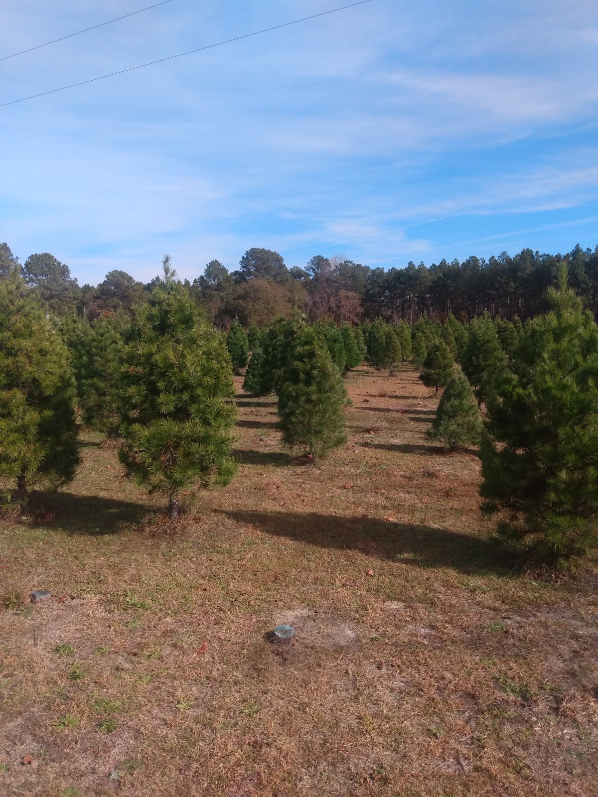 B & D Christmas Tree Farm in Fayetteville, North Carolina