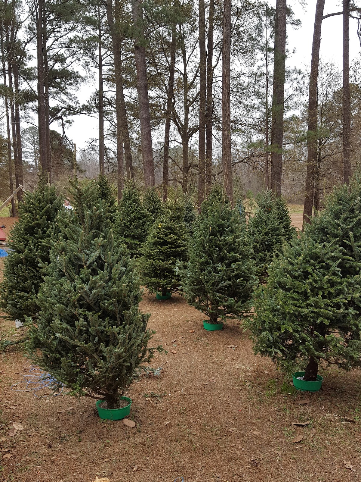 Back Achers Christmas Tree Farm in Raleigh, North Carolina