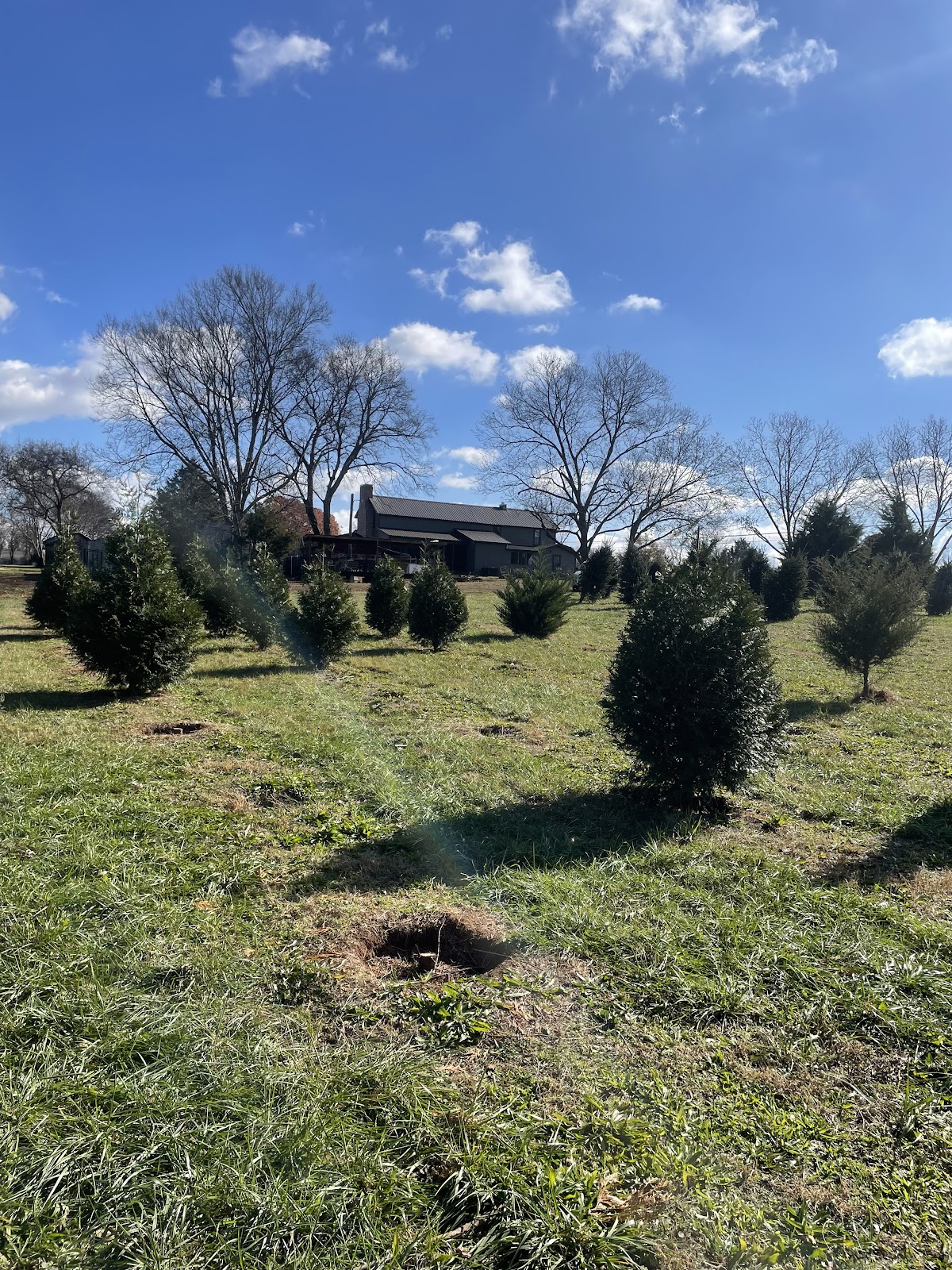 Back to Christmas Tree Farm in Madison, Alabama