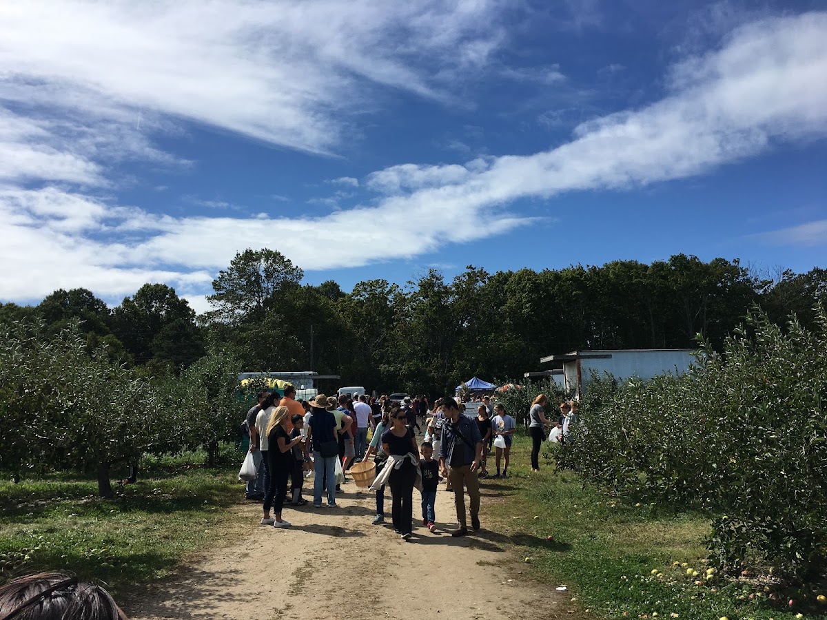 Baiting Hollow Tree Farm in Calverton, New York